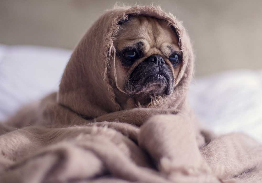 cute dog covering his natural hair