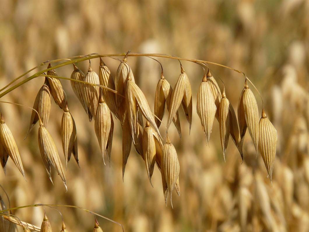 Oats hanging on stalks