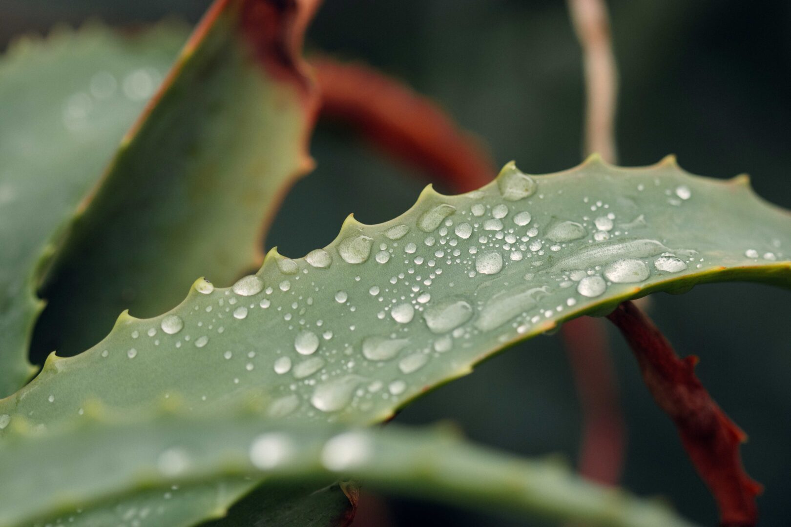 Aloe Vera leaf to show how to make DIY Aloe Vera Gel for Hair