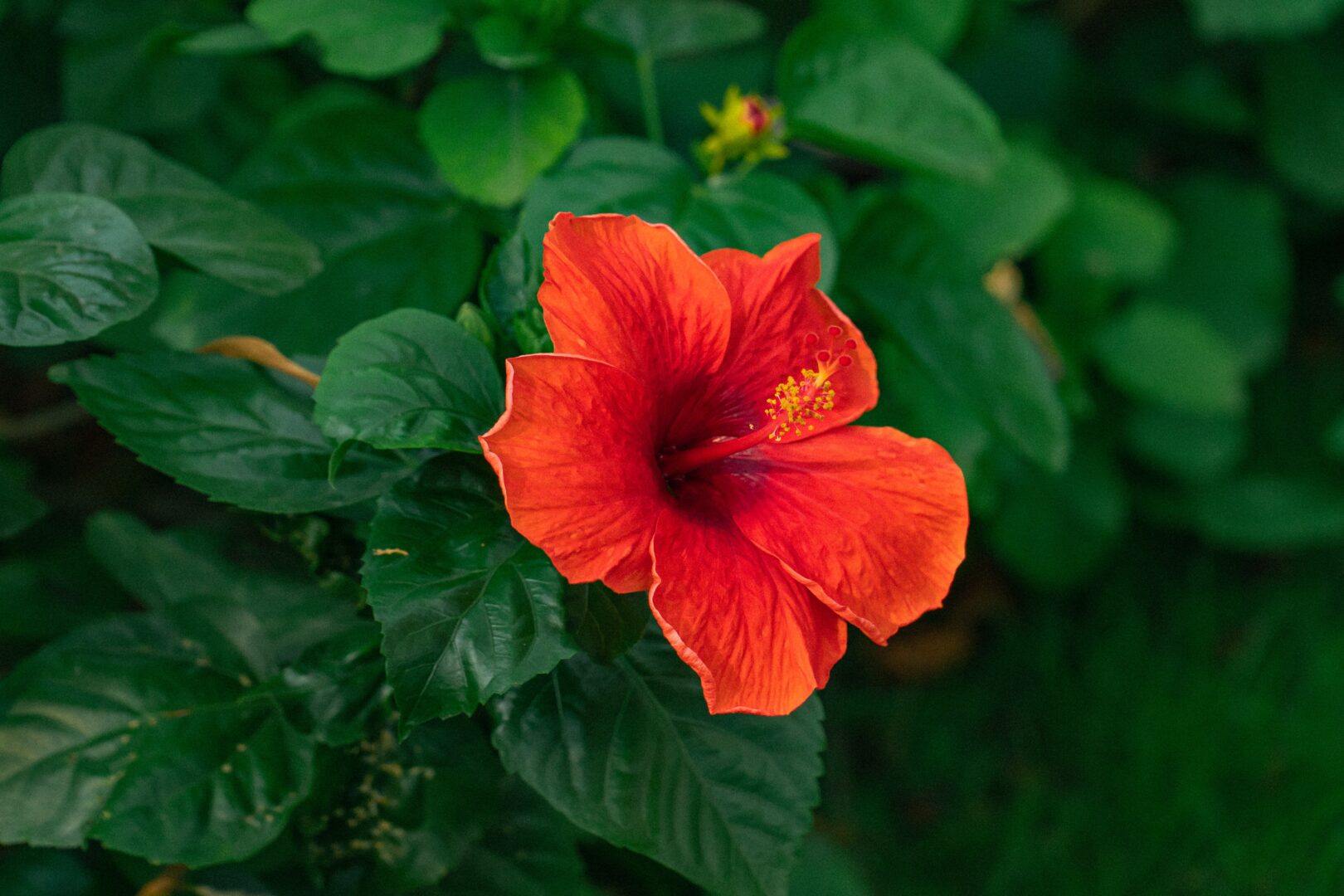 Hibiscus flower showing the importance of Hibiscus Oil for Natural Hair