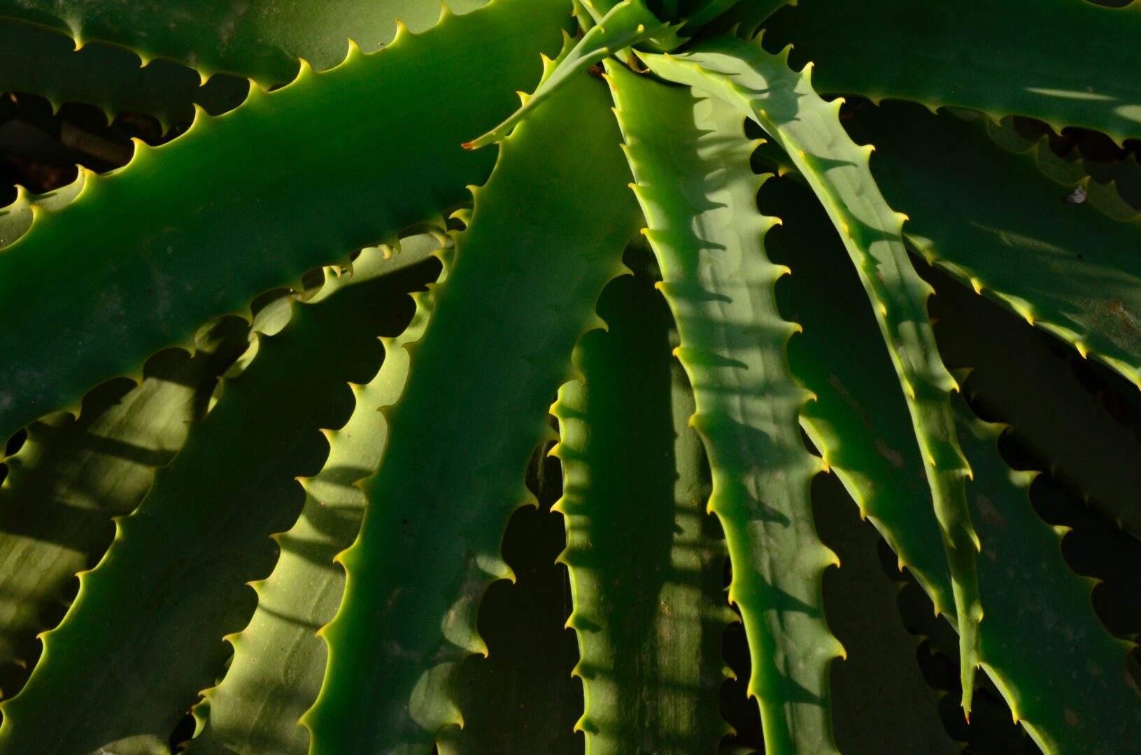 Aloe vera leaf showing the benefits of aloe leaf for hair