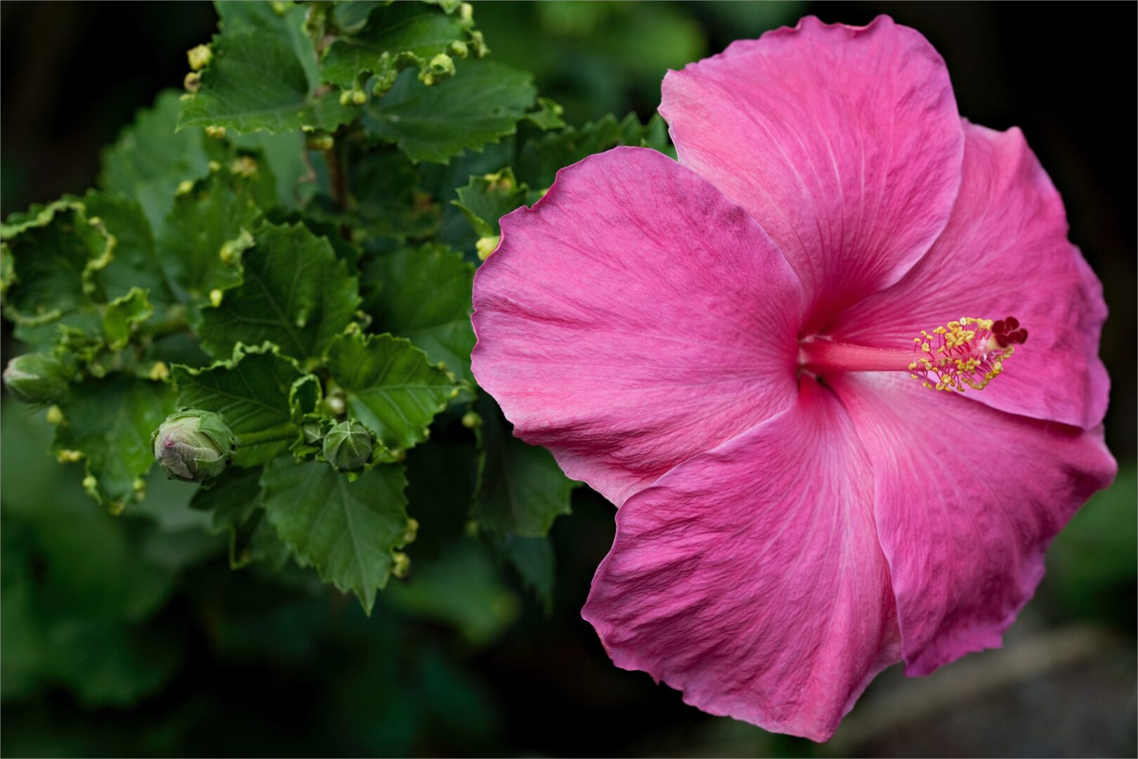 Pink hibiscus flower shows how to make hibiscus water for hair