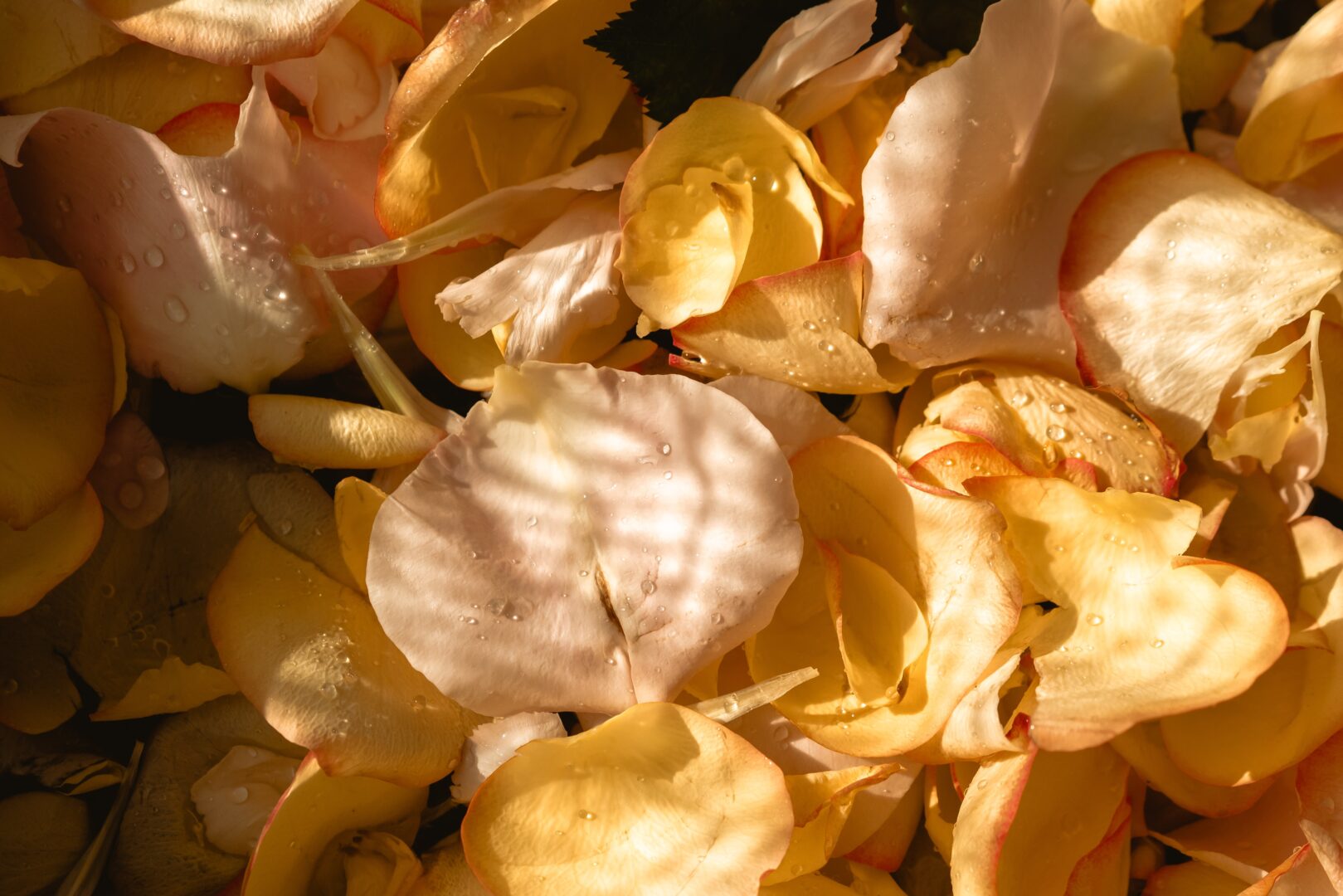 Rose petals illustrating how rose water can be made from shed petals.