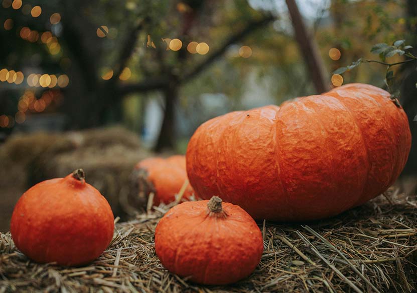 3 Pumpkins resting on a bale of hay